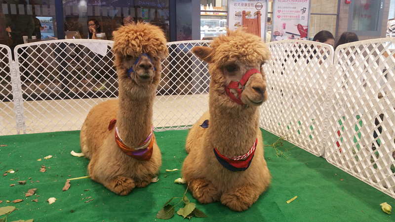 JDB电子·(中国区)试玩平台-JDB电子游戏官网