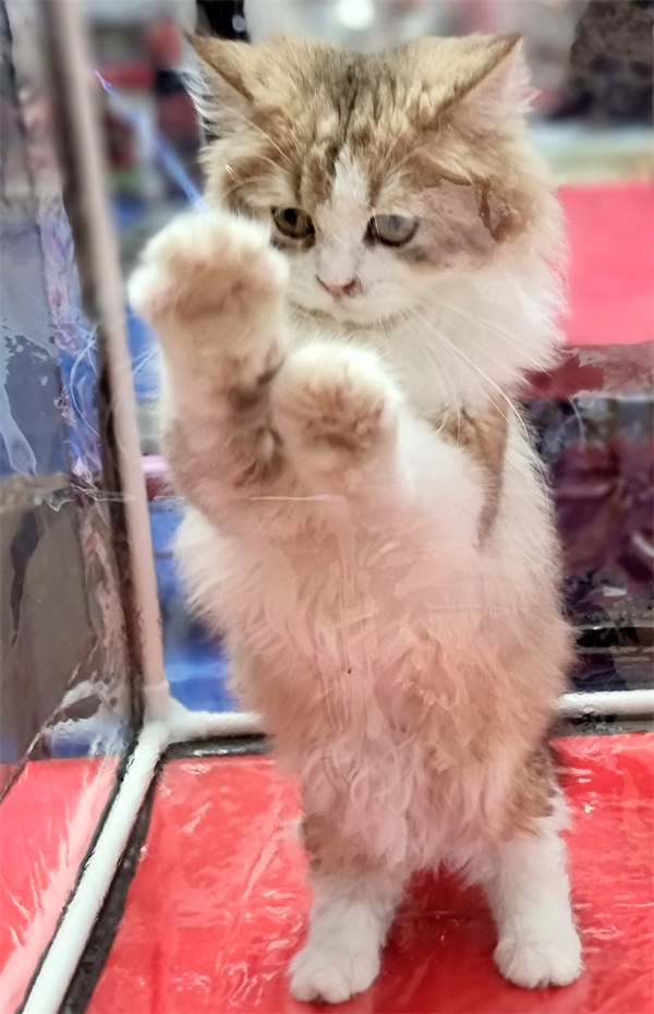 JDB电子·(中国区)试玩平台-JDB电子游戏官网